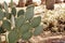Prickly pear cactus in desert of Arizona in summertime, natural succulent outdoor