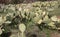 Prickly Pear Cactus Desert Field