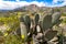 Prickly Pear Cactus in a field of yellow wildflowers in Anza Borrego Desert State Park in California during spring super bloom