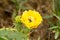 Prickly Pear Cactus Flower