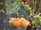 Prickly Pear Cactus Flowers with Water Droplets