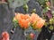 Prickly Pear Cactus Flowers with Water Droplets