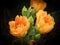 Prickly Pear Cactus Flowers with Water Droplets