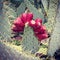 Prickly Pear Cactus with Fruit