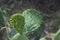 Prickly pear cactus fruit blooms