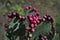 Prickly pear cactus fruit blooms