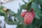 Prickly pear cactus fruit growing near Mattinata, Puglia, Italy