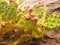 Prickly pear cactus with the fruit in its natural state. Prickly pear close up. Opuntia Prickly pear fruit. Nopales with thorns