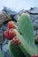 Prickly pear cactus with fruit,Mykonos,Greece.