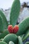 Prickly pear cactus with fruits in Mykonos,Greece.