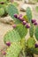 Prickly pear cactus with fruits in purple color.