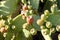 Prickly pear cactus full of fruits