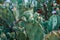 Prickly Pear Cactus with green buds in Ayia Napa coast in Cyprus. Opuntia, ficus-indica