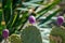 Prickly pear cactus, green Opuntia close-up, succulent plant outdoors, large needles and purple fruit, blossom