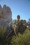 Prickly Pear Cactus at Joshua Tree National Park