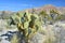 Prickly pear cactus and Joshua Trees on Mojave desert