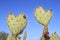 Prickly Pear Cactus >Love you, too!