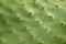 Prickly pear cactus nopal detail