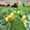 Prickly Pear Cactus or Opuntia field near Nasca town