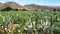 Prickly Pear Cactus or Opuntia field near Nasca town