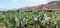 Prickly Pear Cactus or Opuntia field near Nasca town