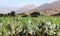 Prickly Pear Cactus or Opuntia field near Nasca town