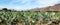 Prickly Pear Cactus or Opuntia field near Nasca town