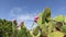 Prickly pear cactus or opuntia with fruits in red and orange color over clear blue sky