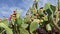 Prickly pear cactus or opuntia with fruits in red and orange color over clear blue sky