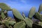 Prickly Pear Cactus - Opuntia - on La Gomera. Canary Islands