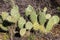 Prickly Pear Cactus Plants in California