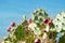 Prickly pear cactus with ripe fruits in front of blue sky