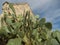 Prickly pear cactus with ruins at Roma, Texas I