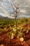 Prickly pear cactus in Sedona, Arizona