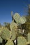 Prickly Pear Cactus Shaped like a Heart