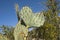 Prickly Pear Cactus Shaped like a Heart