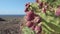 The prickly pear cactus on the shore in Canary Islands Tenerife Spain