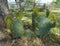 Prickly Pear Cactus with Split rail Fence