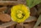 Prickly Pear Cactus with Yellow Flower and bee in Ayia Napa coast in Cyprus. Pollination of a flower