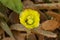 Prickly Pear Cactus with Yellow Flower and bee in Ayia Napa coast in Cyprus. Pollination of a flower. Opuntia