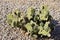 Prickly Pear Cactus in Yuma, Arizona