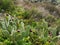 Prickly pear cactuses grown in the field in summer