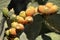 Prickly pear fruits on cactus plant