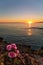 Prickly pear on a mountain slope at sunset