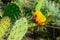 Prickly pear opuntia cactus blooming yellow flower - clouseup image
