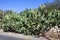 Prickly Pear opuntia cactus plant used as roadside hedging