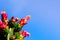 Prickly Pear Opuntia fragilis cactus flowers; blue sky background, California