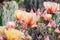 Prickly Pear Opuntia fragilis cactus flowers, California
