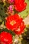 Prickly Pear Opuntia fragilis red cactus flowers, California