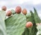 Prickly pear or opuntia plant close -up